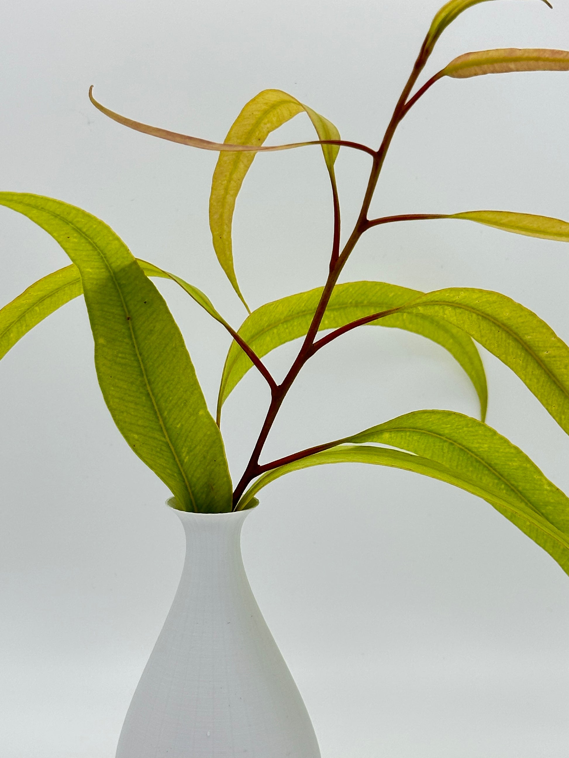 Cropped Cassia with young Gum