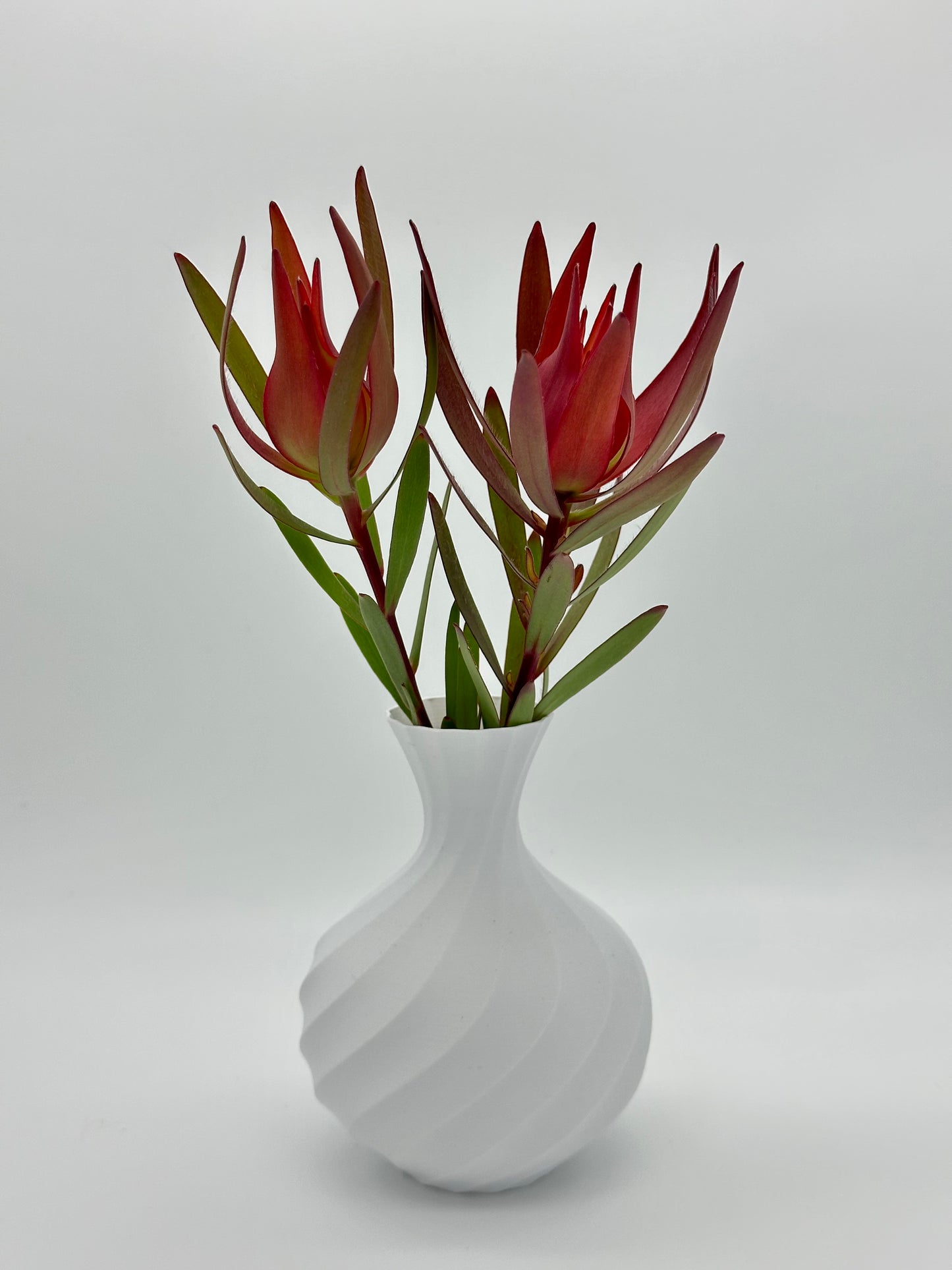 Dahlia with Lucadendron